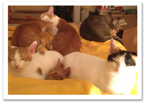 Bunny and the kittens on the bed R olson.jpg
